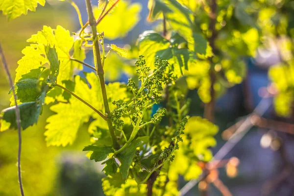 Racimo Uvas Verdes Jóvenes Inmaduras Sobre Fondo Puesta Sol —  Fotos de Stock