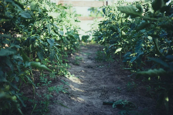 Σπιτικό Θερμοκήπιο Πράσινες Άγουρες Ντομάτες Αρχική Έννοια Κηπουρική — Φωτογραφία Αρχείου