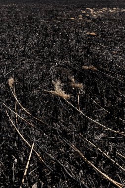 Kavrulmuş kamış tarlası. Dikkatsiz ateş etme sonucu oldu. İnsan doğayla temasın sonucu..