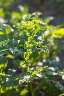 Colorado patates böceği günbatımında yaprak yer. Vahşi yaşam ve tarım alanındaki parazitler.
