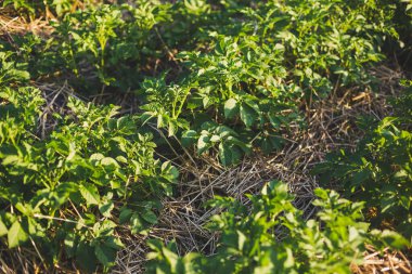 Gün batımında samanla kaplanmış genç patates çalıları.