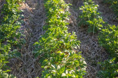 Gün batımında samanla kaplanmış genç patates çalıları.