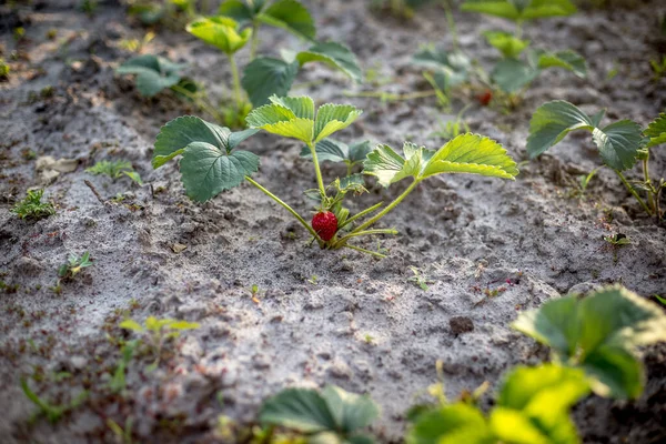 Rijen Aardbeien Huistuin Zandgrond Bij Zonsondergang — Stockfoto