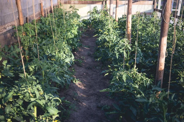 Zelfgemaakte Kas Met Groene Onrijpe Tomaten Home Tuinieren Concept — Stockfoto
