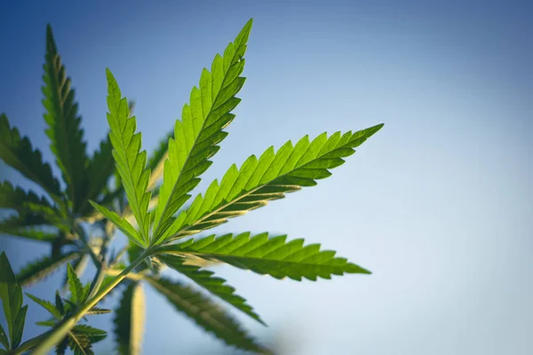 Gökyüzüne karşı kenevir çalılarının güzel tonlu fotoğrafı. Marihuana çalılarının alt manzarası..