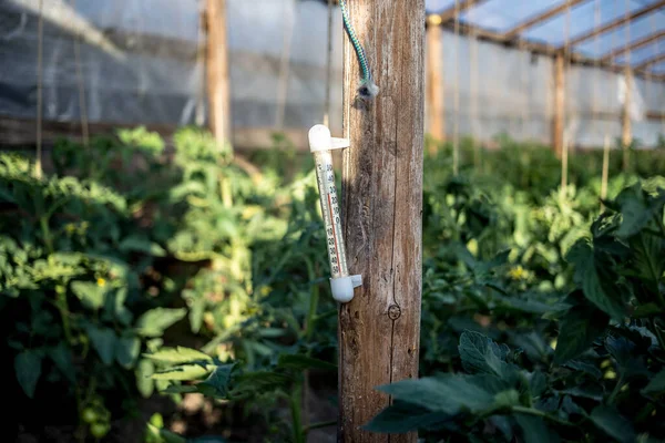 녹색익지 토마토가 온실의 온도계입니다 가정의 정원가꾸기 — 스톡 사진