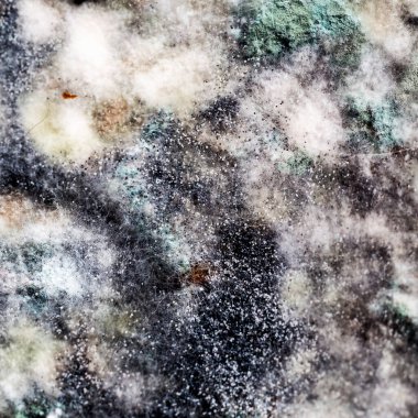 Küf ve mantarla kaplı bir balkabağı. Tasarımcılar için doku arkaplanı.