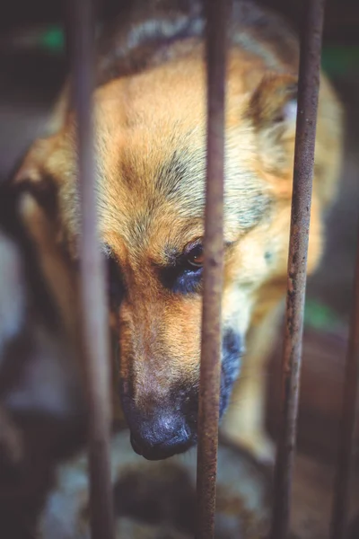 Ein Großer Trauriger Schäferhund Einer Alten Voliere Tönendes Stilvolles Foto — Stockfoto