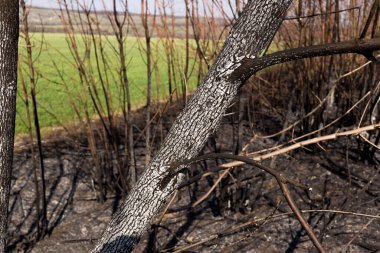 Ön planda yanmış bir bölge ve arka planda yeşil bir alan. Dikkatsiz ateş etme sonucu oldu. İnsan doğayla temasın sonucu..