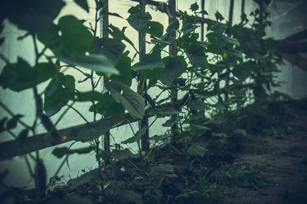 Cultivando Pepinos Uma Pequena Estufa Caseira Improvisada Conceito Jardinagem Casa — Fotografia de Stock