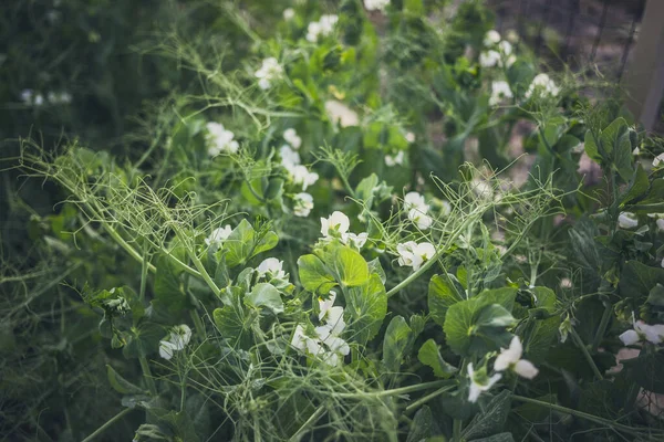 庭で熟していない緑のエンドウ豆 緑のエンドウ豆の開花 田舎で成長しているエンドウ豆 ホームガーデニングのコンセプト — ストック写真