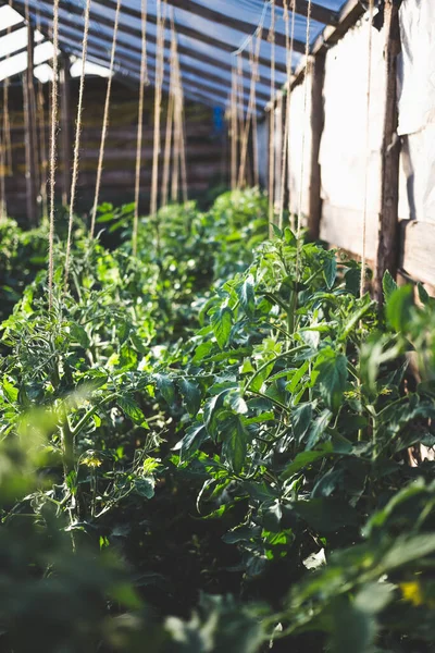 Domowej Roboty Szklarnia Zielonymi Niedojrzałymi Pomidorami Koncepcja Ogrodnictwa Domowego — Zdjęcie stockowe