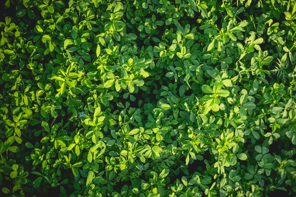 Batan güneşin ışığında yonca tarlasının bir parçası.