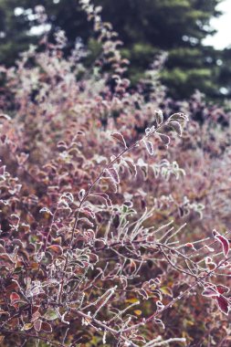 Yapraklar sonbaharda kırağı kaplar..