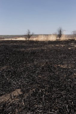 Kavrulmuş kamış tarlası. Dikkatsiz ateş etme sonucu oldu. İnsan doğayla temasın sonucu..