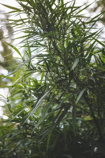 Rama Cannabis Marihuana Ganja Cáñamo Hermoso Árbol —  Fotos de Stock