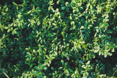 Batan güneşin ışığında yonca tarlasının bir parçası.