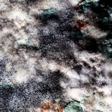 Küf ve mantarla kaplı bir balkabağı. Tasarımcılar için doku arkaplanı.