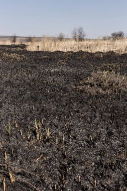 Kavrulmuş kamış tarlası. Dikkatsiz ateş etme sonucu oldu. İnsan doğayla temasın sonucu..