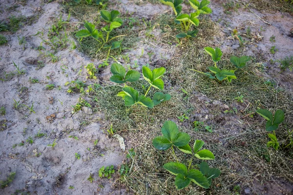 Strawberries Mulching Grass Sandy Soil Sunset — Stock Photo, Image