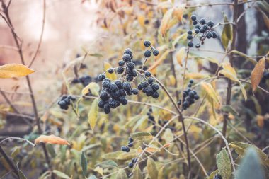 Ligustrum vulgare adı verilen zehirli kara dutlar kırağı kaplar..