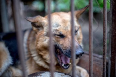 Yaşlı bir kuşhanede büyük üzgün bir çoban. Tonlanmış, tarz fotoğrafı.