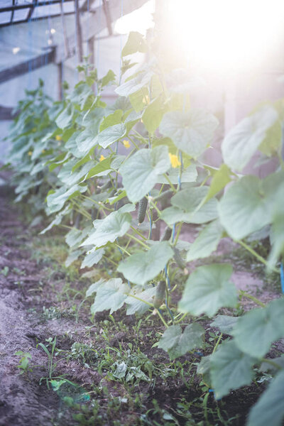 Growing cucumbers in a makeshift little home greenhouse. The concept of home gardening.