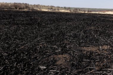 Kavrulmuş kamış tarlası. Dikkatsiz ateş etme sonucu oldu. İnsan doğayla temasın sonucu..