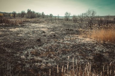 Kavrulmuş kamış tarlası. Dikkatsiz ateş etme sonucu oldu. İnsan doğayla temasın sonucu..