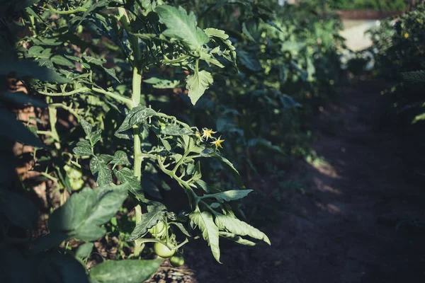 自家製の温室には緑色の熟していないトマト ホームガーデニングのコンセプト — ストック写真