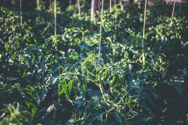 Serra Fatta Casa Con Pomodori Verdi Acerbi Home Concetto Giardinaggio — Foto Stock