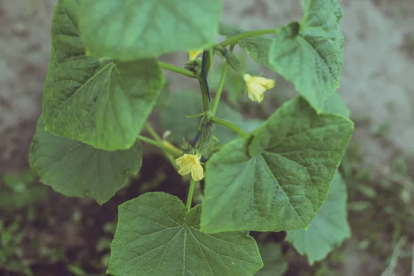 Growing Cucumbers Makeshift Little Home Greenhouse Concept Home Gardening — Stock Photo, Image