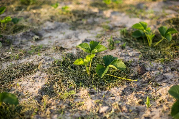 Stroberi Mulsa Dengan Rumput Tanah Berpasir Saat Matahari Terbenam — Stok Foto