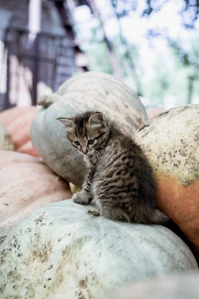 Bir Yığın Balkabağının Üzerinde Oturan Sevimli Gri Kedi Yavrusu — Stok fotoğraf