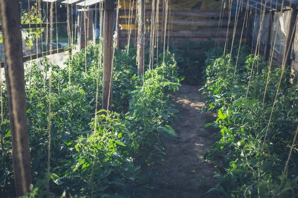 Hausgemachtes Gewächshaus Mit Grünen Unreifen Tomaten Gartenkonzept Für Hause — Stockfoto