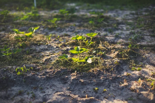 日没時に砂土の中で草でつぶやくイチゴ — ストック写真