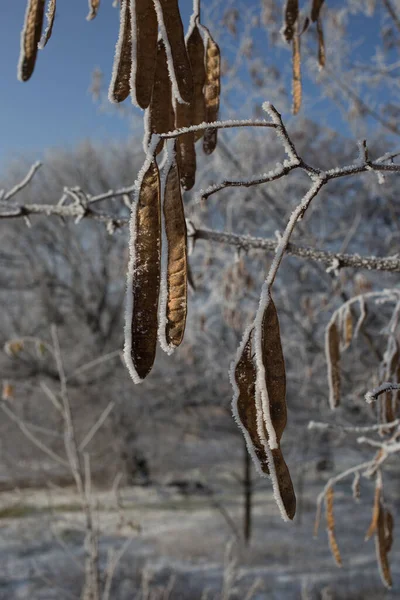 Семена Акации Покрытые Инеем Растения Зимой — стоковое фото