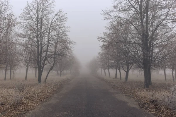 Antiguo Camino Asfalto Parque Otoño Con Árboles Niebla — Foto de Stock