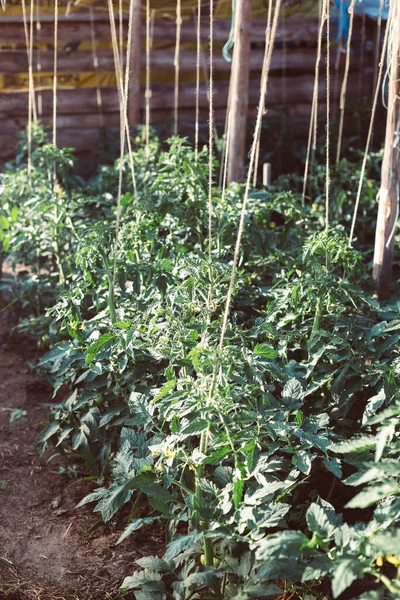 Invernadero Casero Con Tomates Verdes Inmaduros Hogar Concepto Jardinería — Foto de Stock