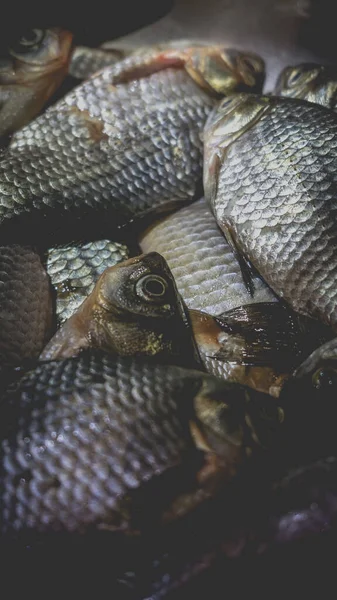 Mucchio Carpe Crociate Morte Nel Lavandino Cottura Piatti Pesce Processo — Foto Stock