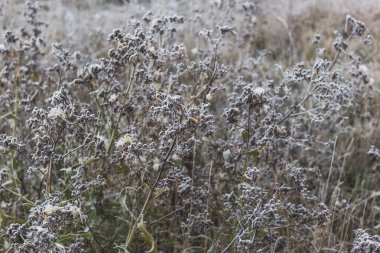 Çimenlerin ve çiçeklerin tarlaları kırağı kaplamış..