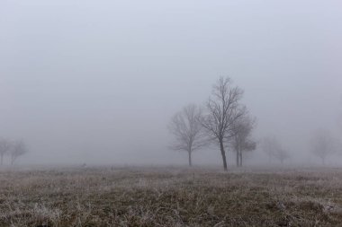 Ağaçların yoğun sisli ve dalların buzlu olduğu sonbahar manzarası.