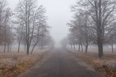 Sonbahar parkında eski asfalt yol sisli ağaçlarla kaplı..