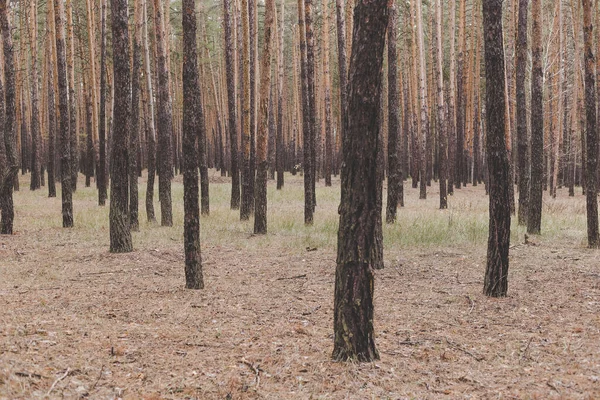 Árboles Bosque Pinos Otoño —  Fotos de Stock