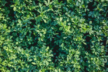 Batan güneşin ışığında yonca tarlasının bir parçası.