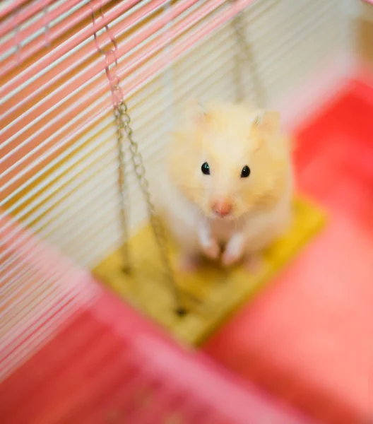 Cute Orange White Syrian Golden Hamster Mesocricetus Auratus Stands Two — Stock Photo, Image
