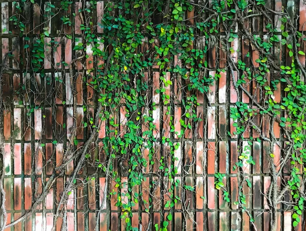 Einer Wand Aus Braunen Ziegelsteinen Hängt Eine Kletterpflanze Landschaftsarchitektur Und — Stockfoto