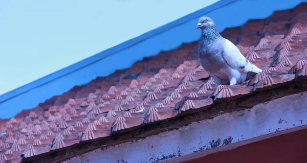 Pájaro Paloma Posa Azotea Con Fondo Azul Del Cielo — Foto de Stock