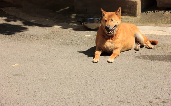 フィードの所有者を待っている地面に横たわって黄色茶色の犬 — ストック写真