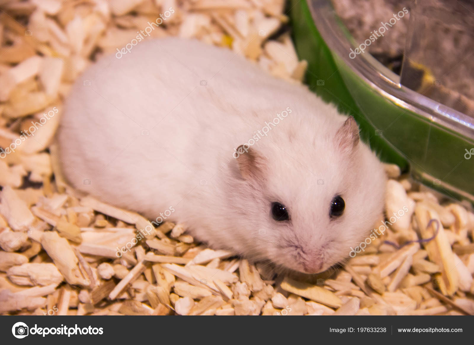 dwarf winter hamster